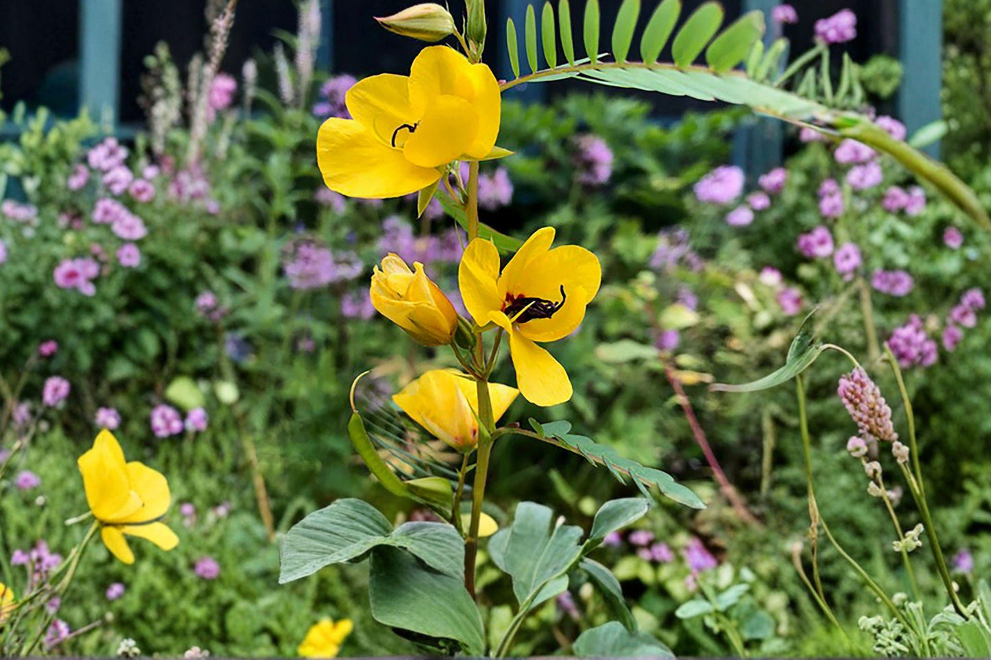 Partridge Pea Seeds 100 Pack | Native Wildflower Legume | Pollinator & Nitrogen Fixer | Chamaecrista fasciculata