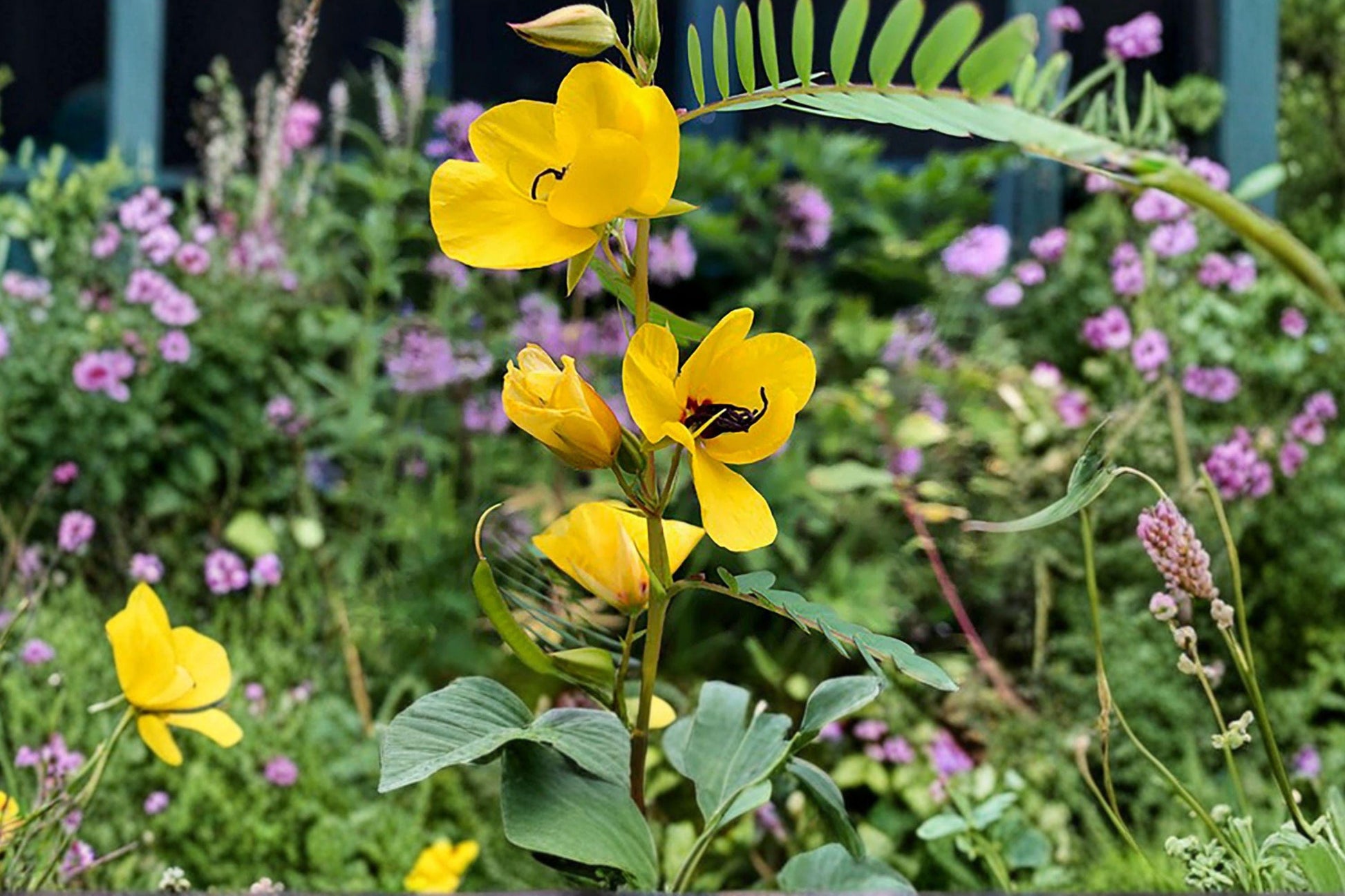 Partridge Pea Seeds 100 Pack | Native Wildflower Legume | Pollinator & Nitrogen Fixer | Chamaecrista fasciculata