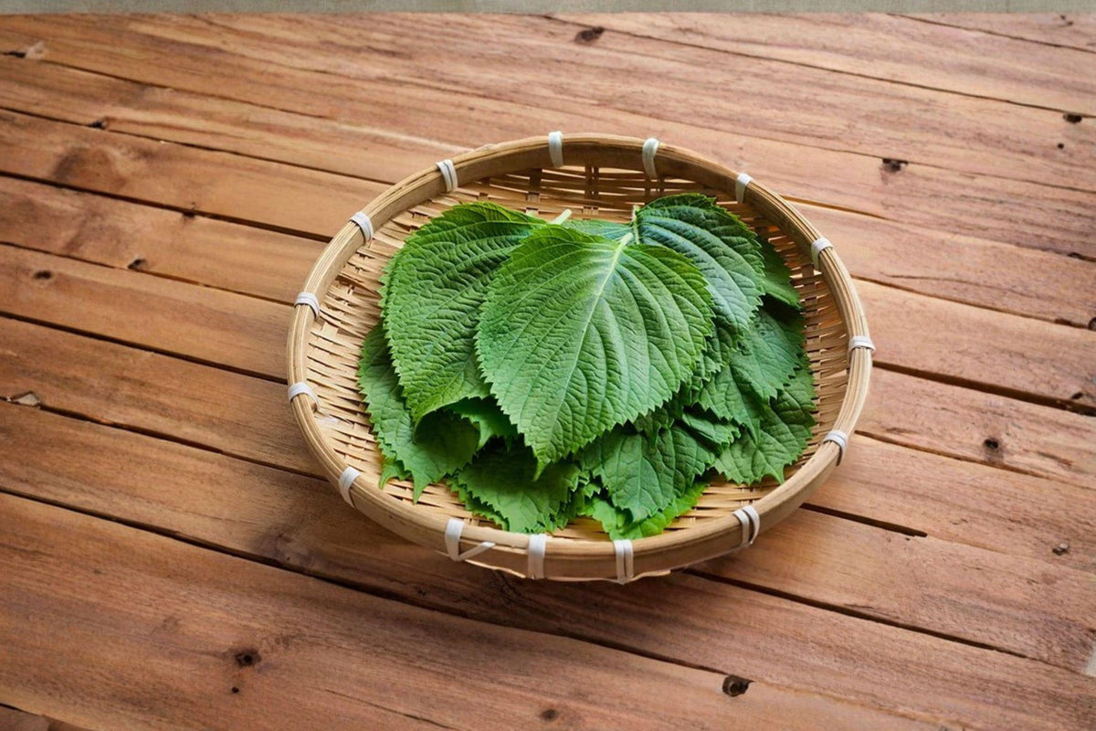 Korean Perilla Seeds 400 Count | Shiso Herb | Aromatic Culinary & Medicinal Uses | Perilla frutescens | Non-GMO