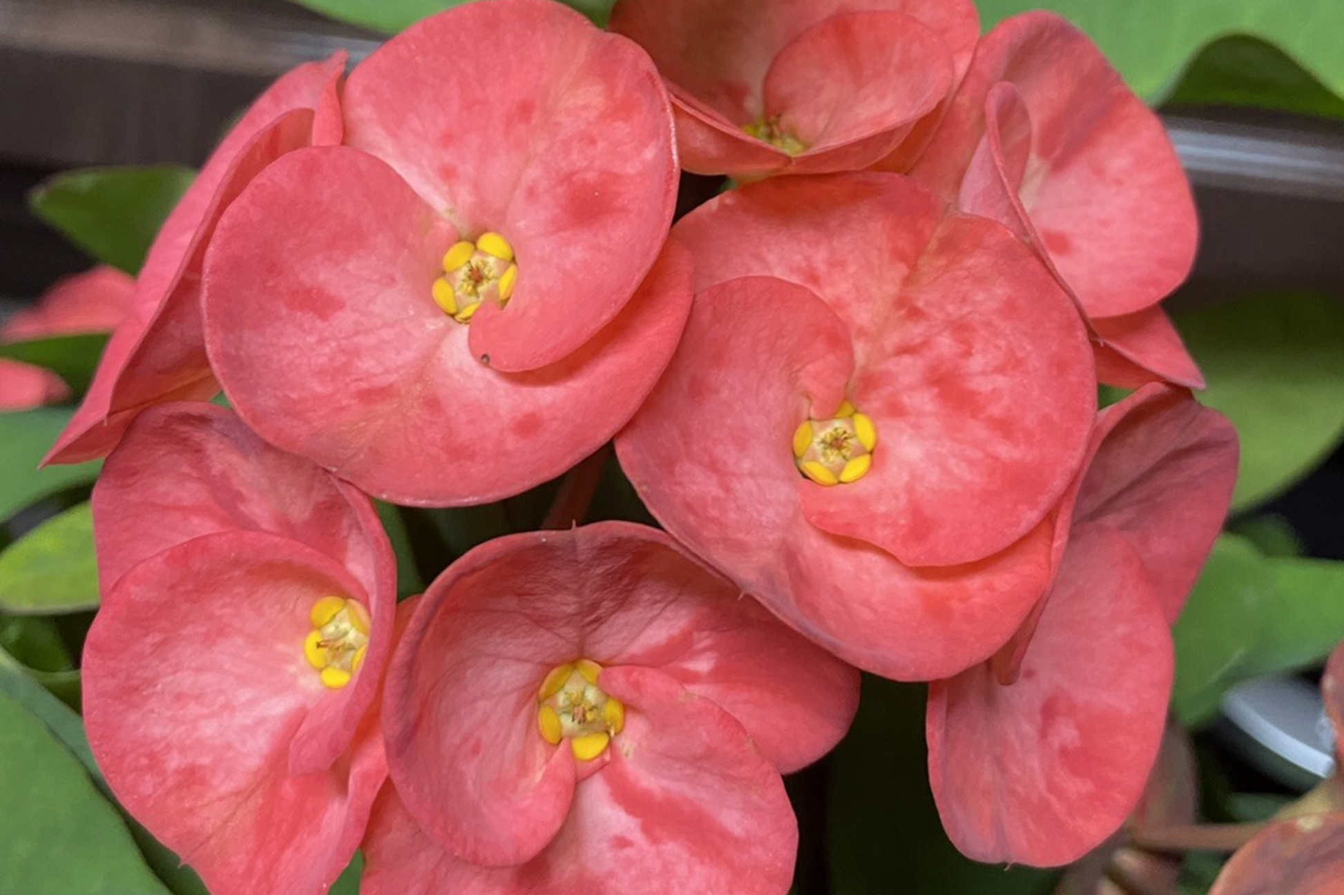 Rainbow Crown of Thorns Cutting - Unrooted Euphorbia milii Succulent with Colorful Blooms, Easy to Grow, Drought Tolerant, Full Sun Plant