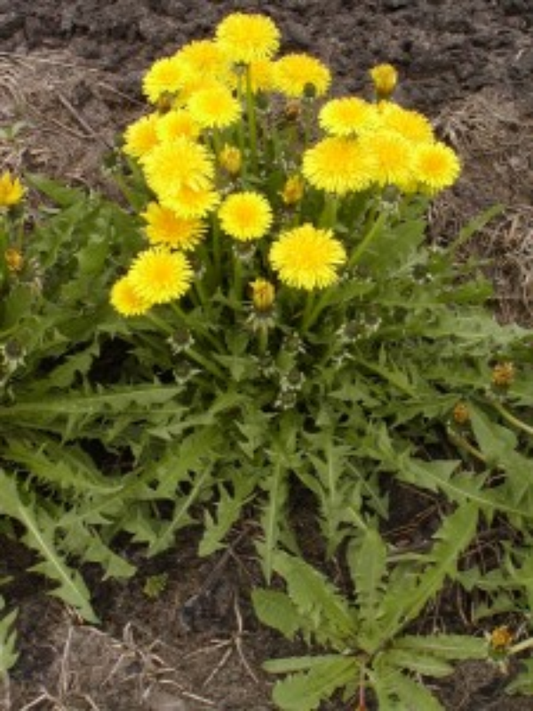10 Bare Root Dandelion Plants | Organic Heirloom Taraxacum officinale | Edible Medicinal Herb for Detox & Pollinator Support