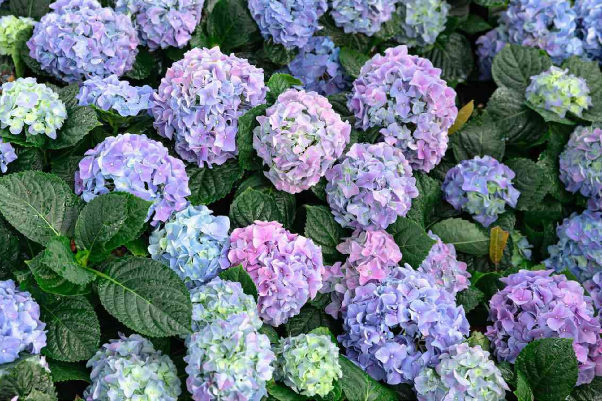 Deep Blue Hydrangea Cuttings - Unrooted Starter Plant - Hydrangea macrophylla, Blue Flowering Shrub, Garden Propagation