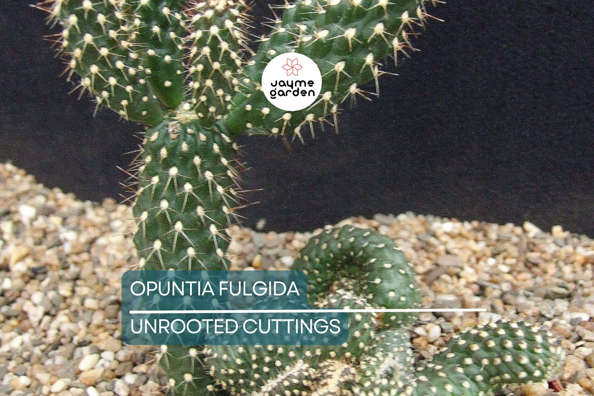 Cactus Cuttings - 2 Fresh Cuttings (6-9 Inches) - Chain Fruit Cholla - Opuntia Fulgida - Hardy & Drought Tolerant