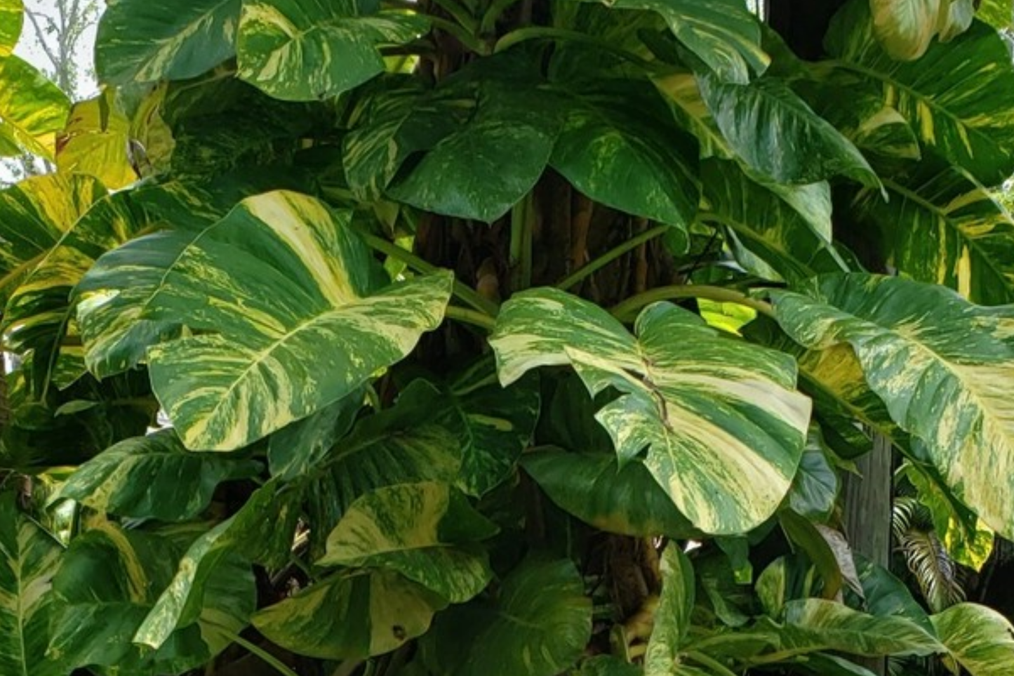 Giant Variegated Golden Pothos 3-Node Climbing Cutting, Epipremnum aureum, Indoor Houseplant, Air-Purifying Vine