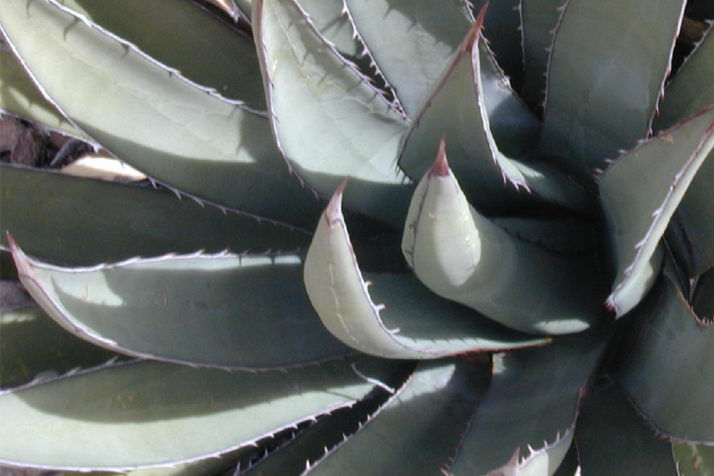 Agave Lechuguilla 10-Leaf Cutting | Rare Desert Succulent for Xeriscaping & Drought Tolerance