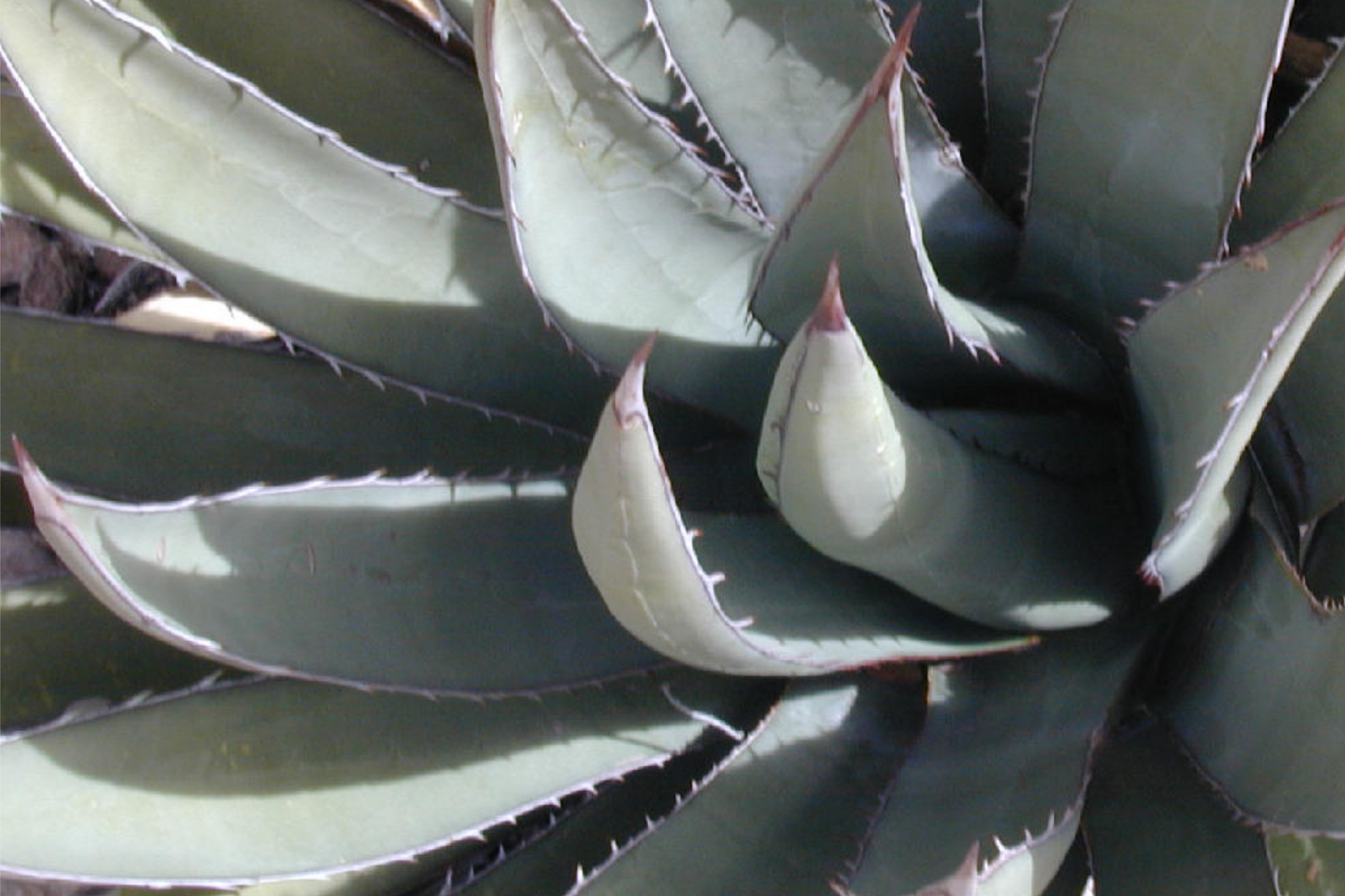 Agave Lechuguilla 10-Leaf Cutting | Rare Desert Succulent for Xeriscaping & Drought Tolerance