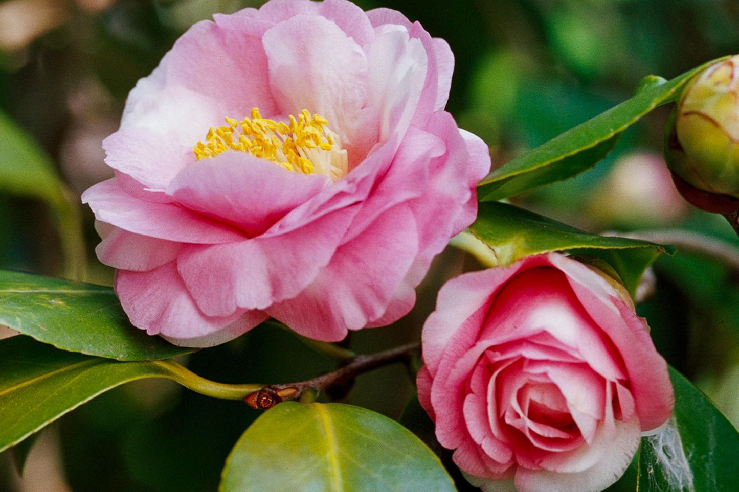 Live Camellia Sinensis Tea Plant – 8-10 Inches, Grow Your Own Green, Black, White, Oolong Tea, Zones 6-10