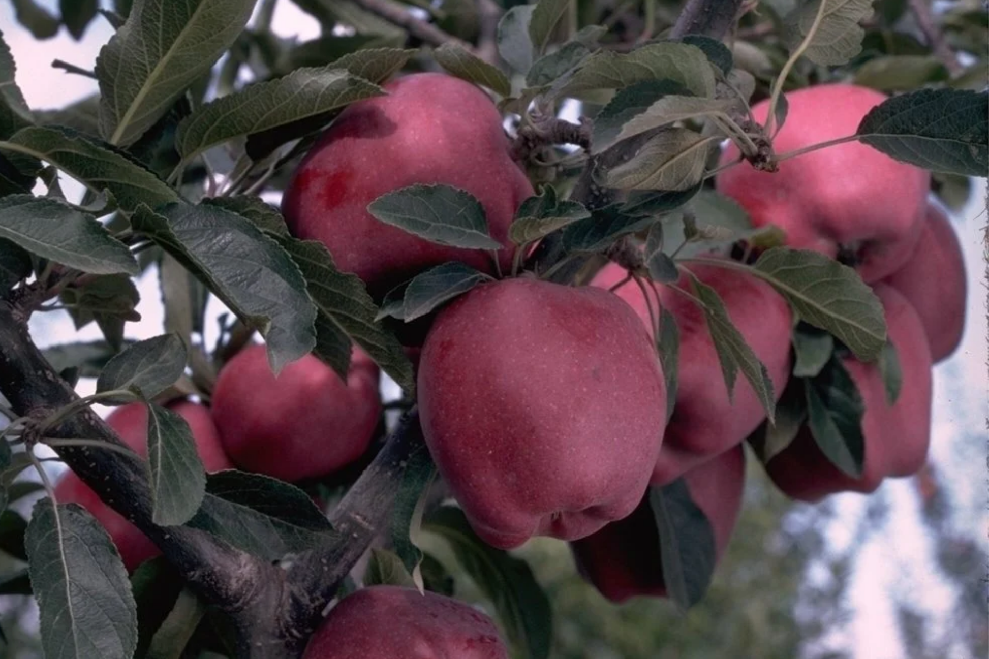 Live Arkansas Black Apple Tree - 2-3ft Cold Hardy Fruit Tree, Rare Dark Crimson-Black Apples, Home Orchard Starter Plant