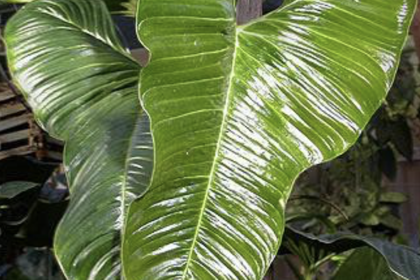 Philodendron Lupinum Live Plant – Well-Rooted Climbing Vining Aroid in 2.75-4" Pot, Tropical Foliage, Easy Care Houseplant