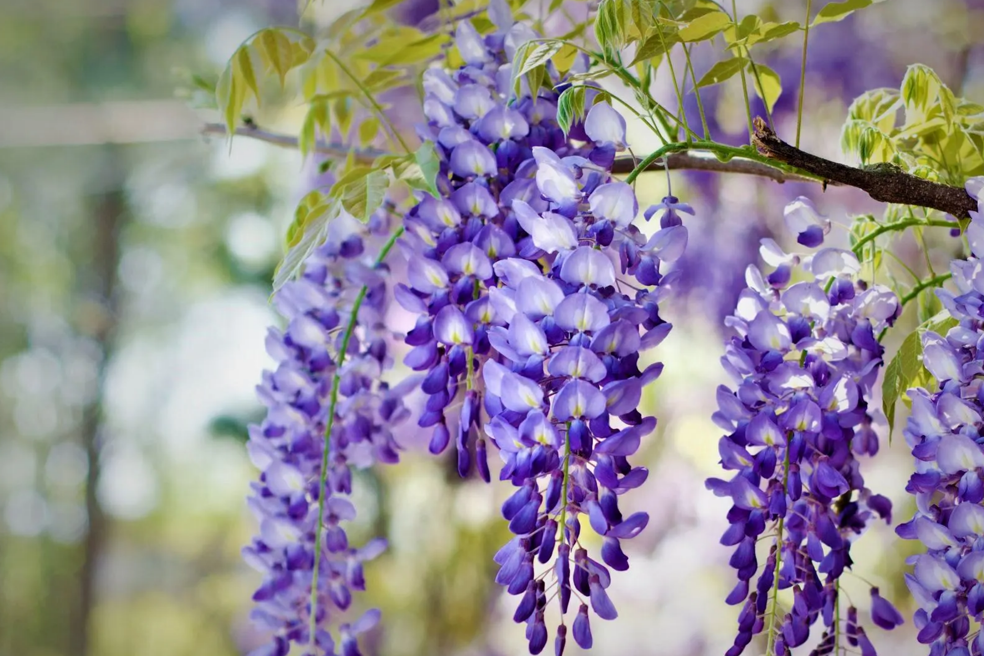 Blue Chinese Wisteria Tree 1-2ft Tall | Live Bare Root Plant with Blue Flowers | Wisteria sinensis Climbing Vine