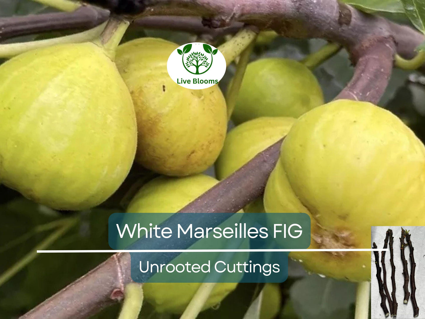 6 White Marseille Fig Unrooted Cuttings - Ficus carica Sweet White Fig for Propagation