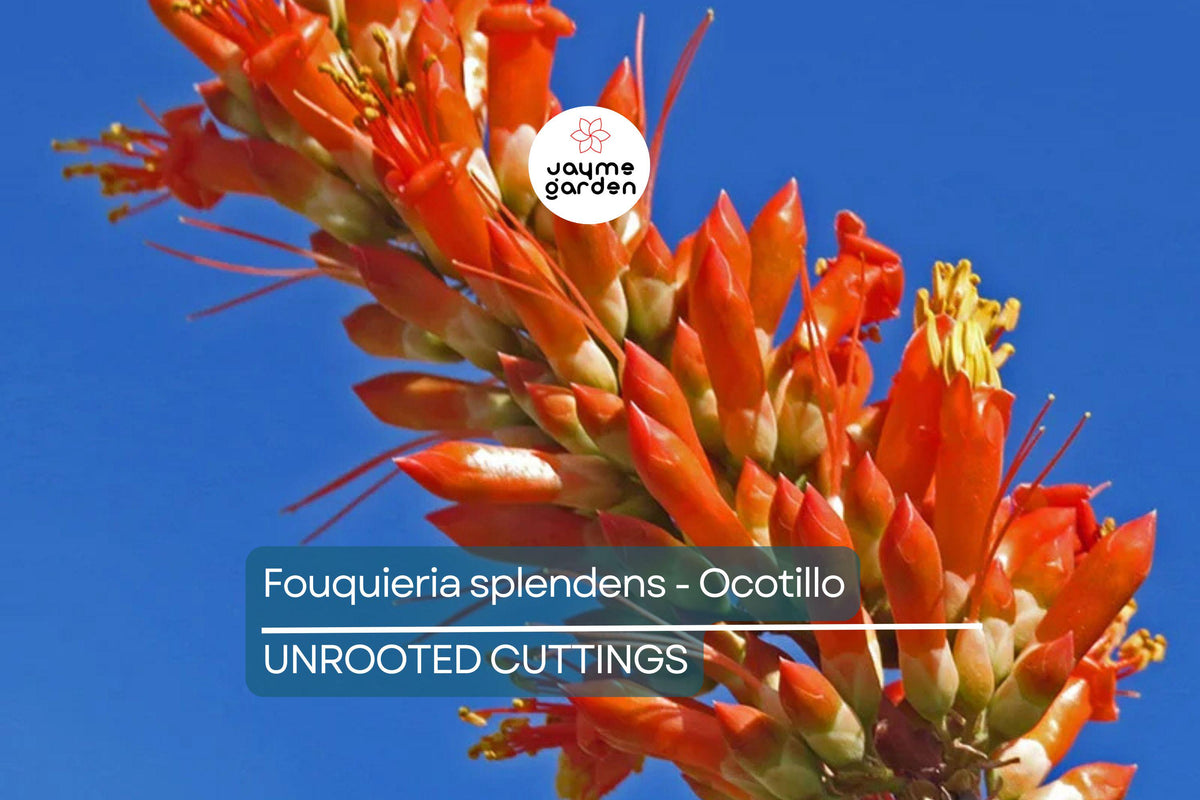 Ocotillo Cutting 4-6" | Drought-Tolerant Desert Plant | Fouquieria splendens | Cold Hardy, Xeriscaping Starter