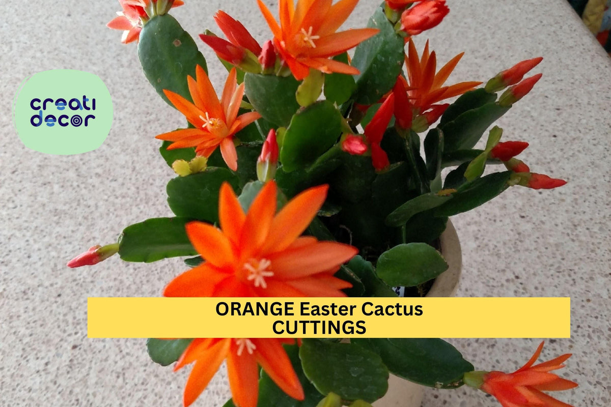 Orange Easter Cactus Cutting | Unrooted Segment | Hatiora gaertneri | Spring Blooming Houseplant | Easy Care Epiphytic Plant