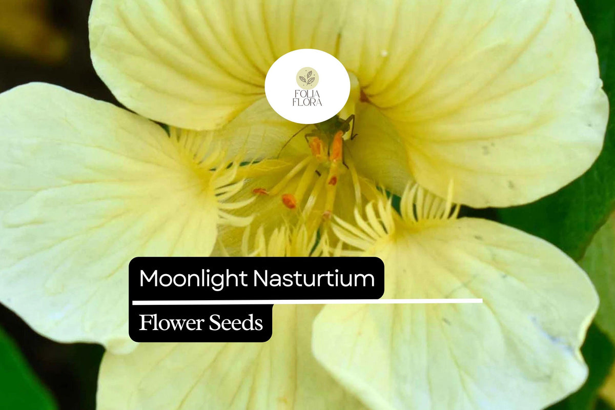 Moonlight Nasturtium Seeds - 15 Edible Seeds, Creamy-Yellow Blooms, Climbing Annual (Tropaeolum majus) for Pollinator Gardens