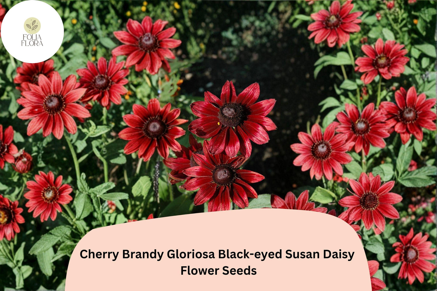 200+ Cherry Brandy Black-eyed Susan Seeds | Rudbeckia hirta Deep Red Pollinator Flowers