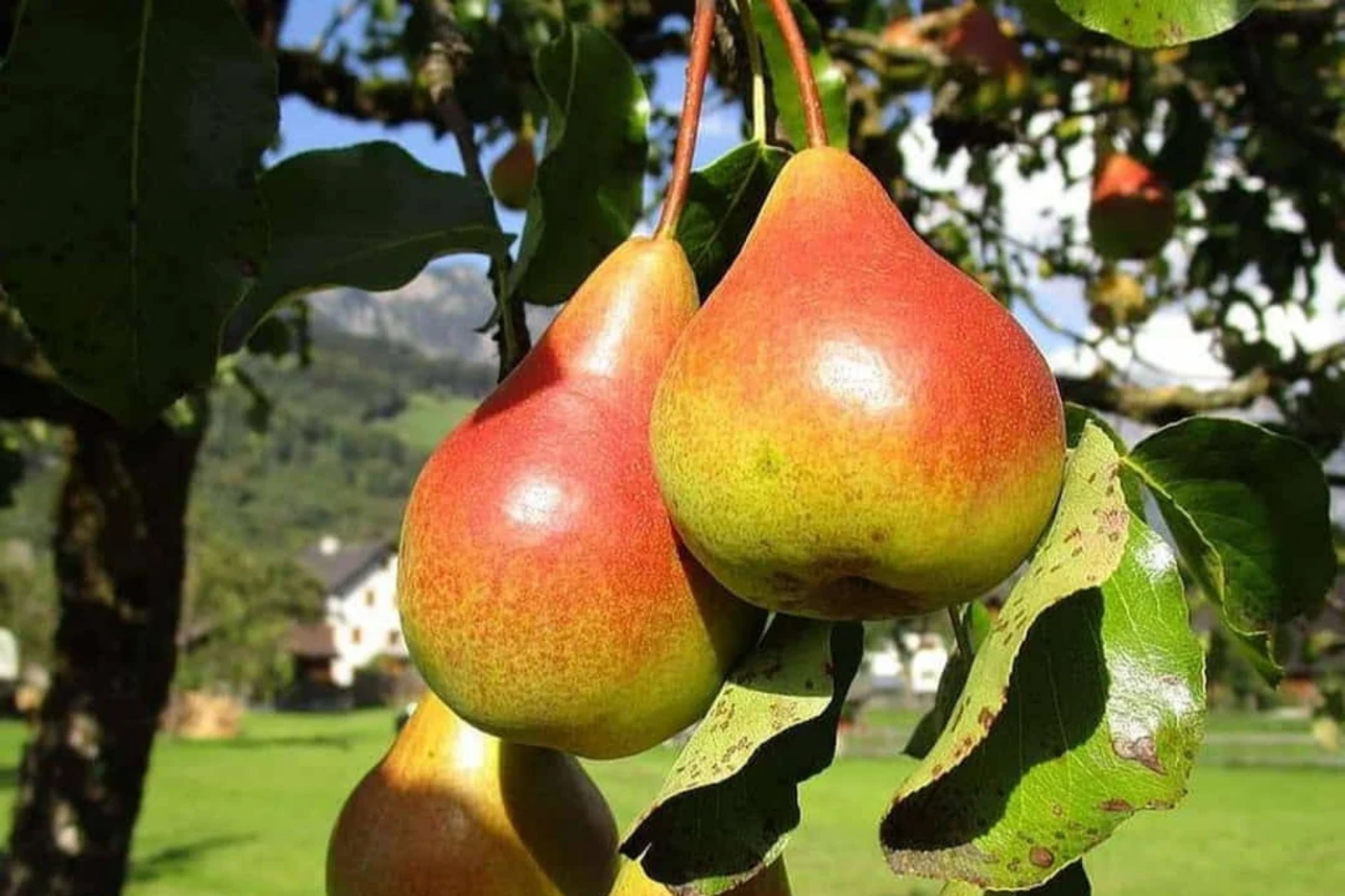 Moon Glow Pear Tree - 2ft Bare Root Live Fruit Tree, Pyrus, Sweet Pears, Cold-Hardy Garden Tree