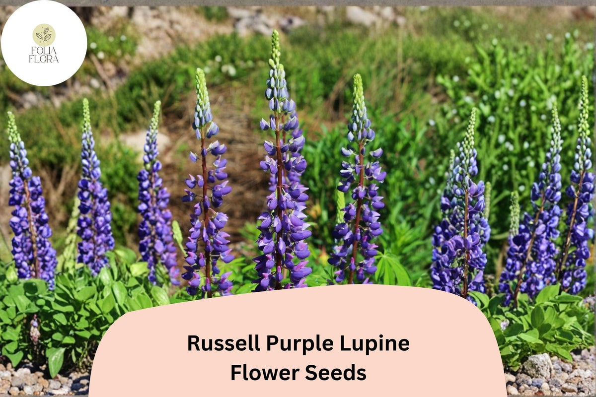 25+ Russell Purple Lupine Seeds | Lupinus polyphyllus | Tall Purple Flower Spikes for Garden