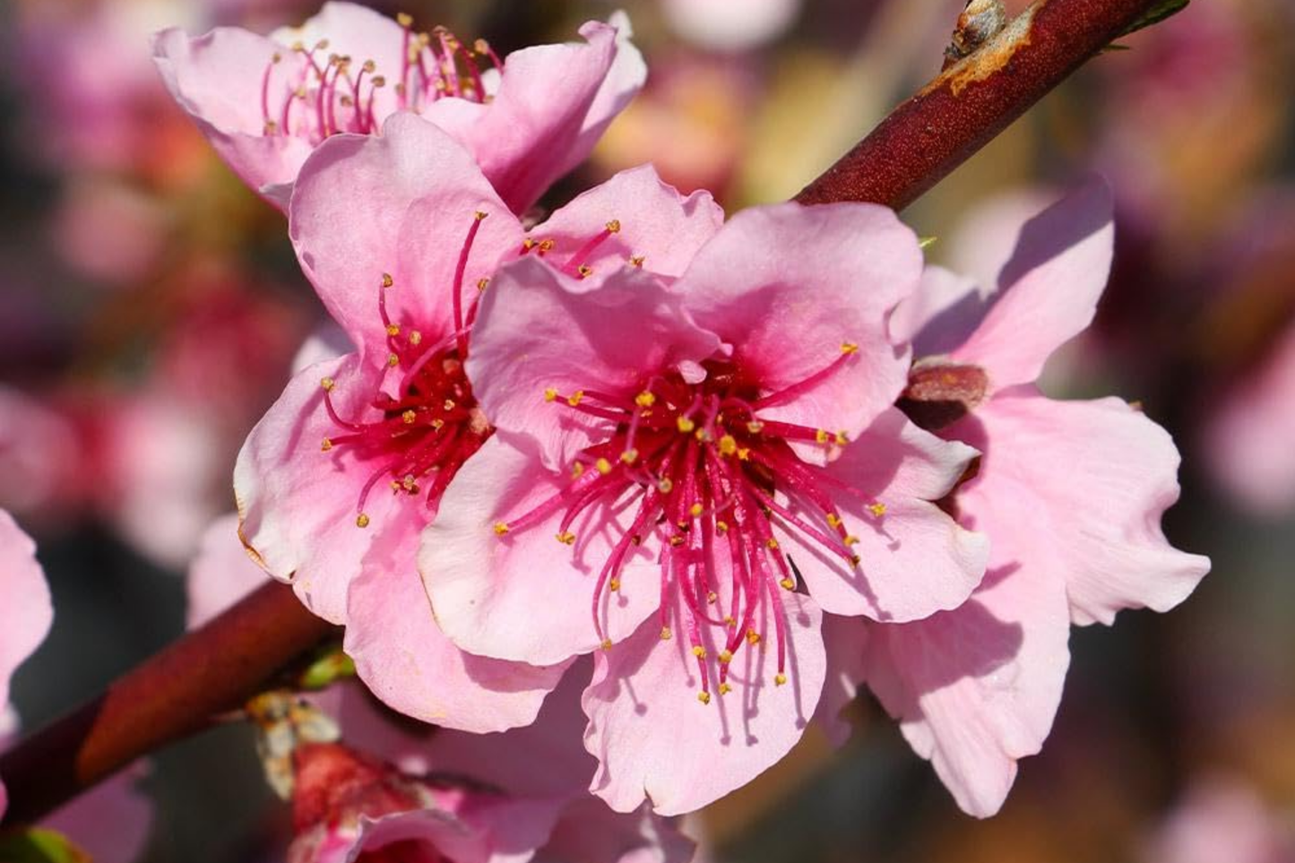 Two 2 Ft Red Haven Peach Trees – Dwarf, Pink Blossoms, Disease-Resistant, Non-GMO, Ready to Plant, Fruit Tree for Small Gardens