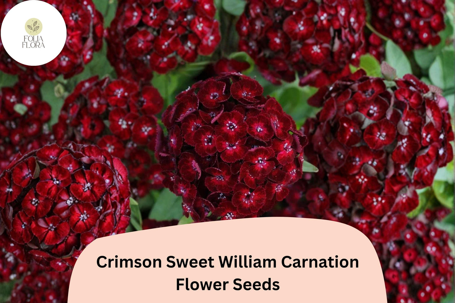 200+ Crimson Sweet William Carnation Seeds | Dianthus barbatus | Deep Crimson Red Flowers for Garden Borders