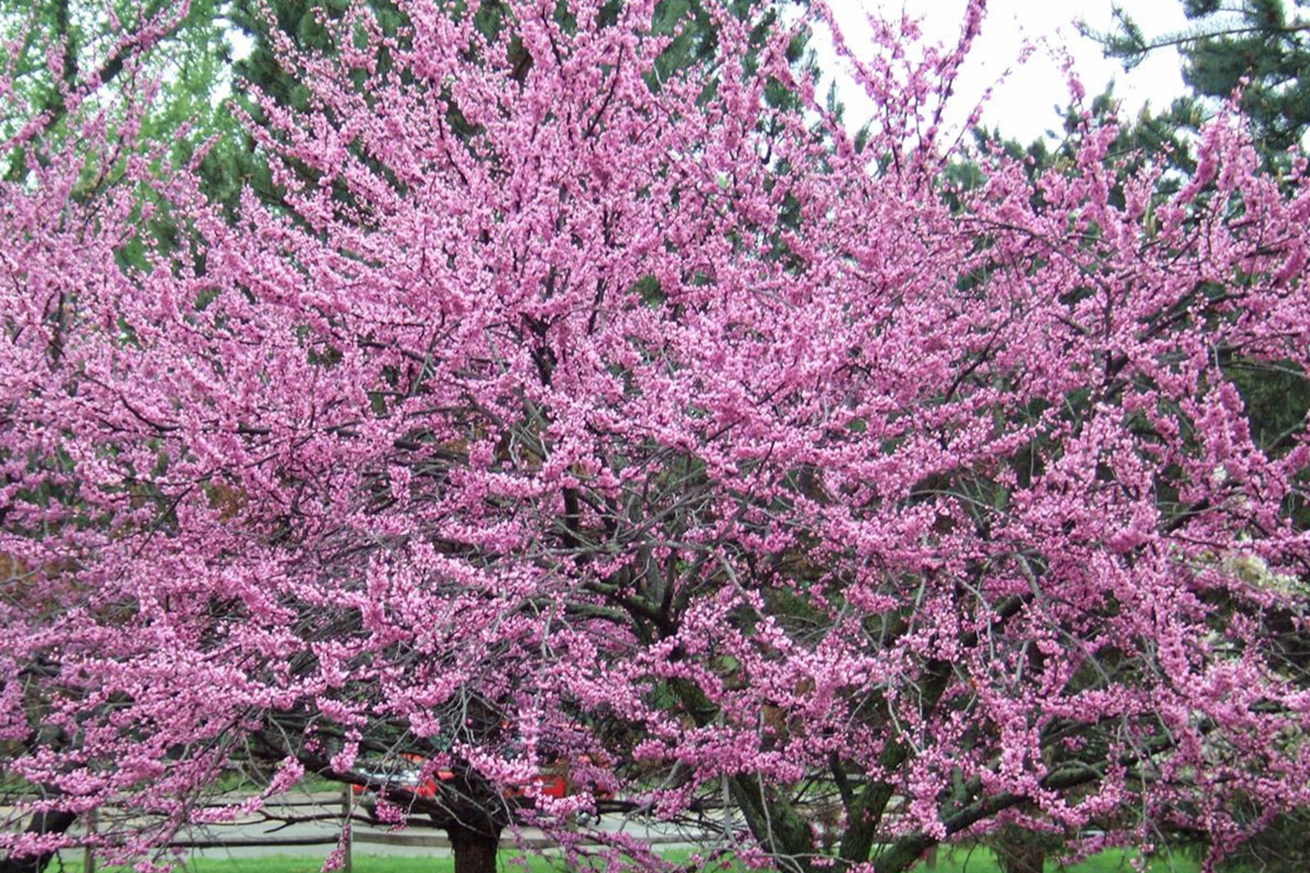 Eastern Redbud Tree Starter Plant | 2+ Feet Tall | Purple Flowers | Hardy for Zones 4-8 | Ornamental Landscaping Tree