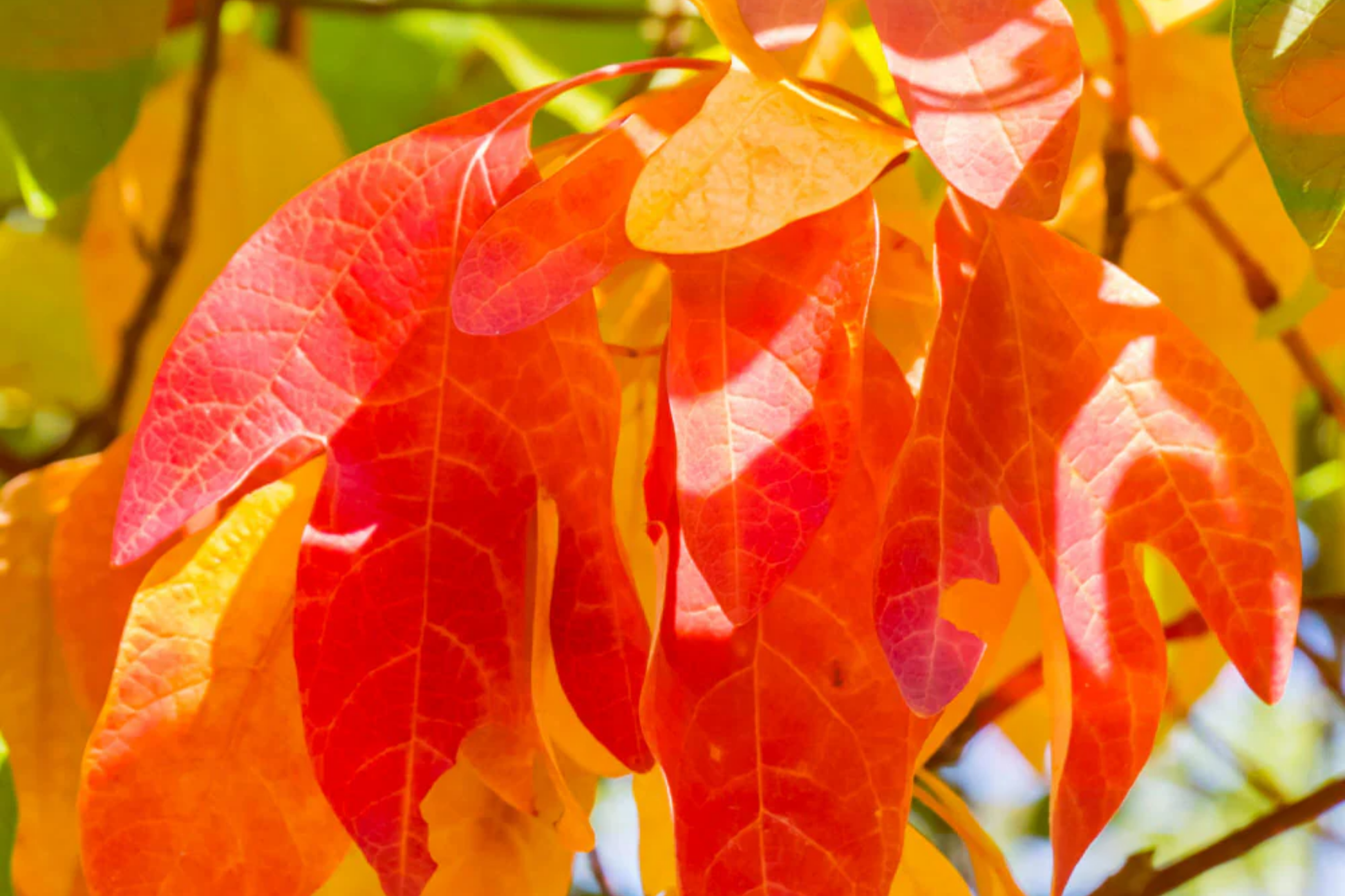 2 Sassafras Trees Live Bare Root 1-2 Ft Tall Aromatic Leaves Deciduous Landscaping Plant