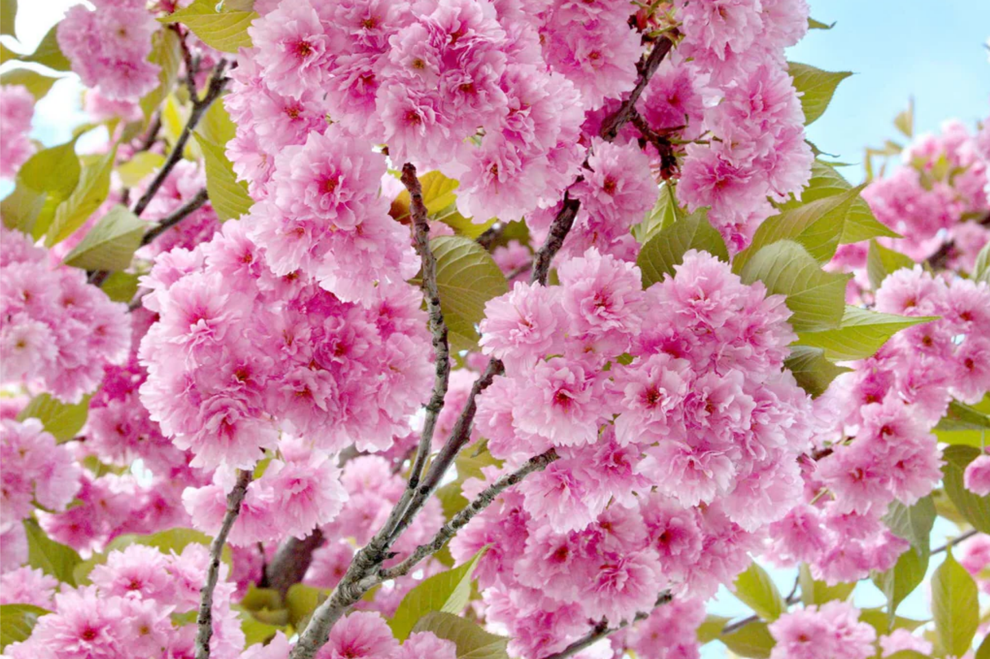 Kwanzan Flowering Cherry Tree - 1-2 Ft Live Bare Root Pink Blooms, Fast Growing, Deciduous Ornamental Tree, Prunus serrulata 'Kwanzan'