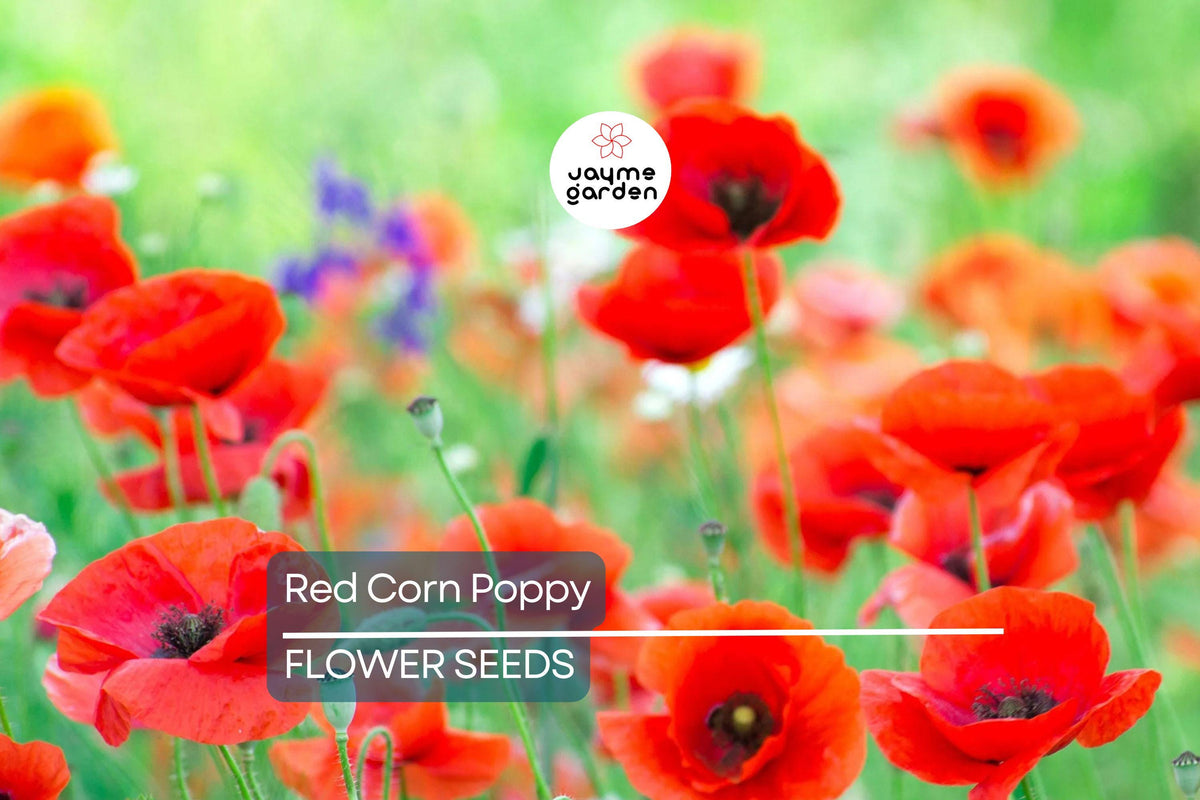 3000 Red Corn Poppy Seeds, Papaver Rhoeas, Bright Red Annual Flowers, Self-Sowing, Cold-Tolerant, Full Sun Garden Seeds