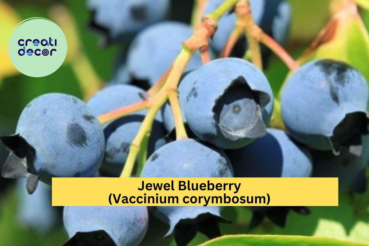 Jewel Blueberry Bush Starter Plant – 4–6" Southern Highbush, Sweet Blue Fruit, Vaccinium corymbosum ‘Jewel’, Cold Hardy Berry