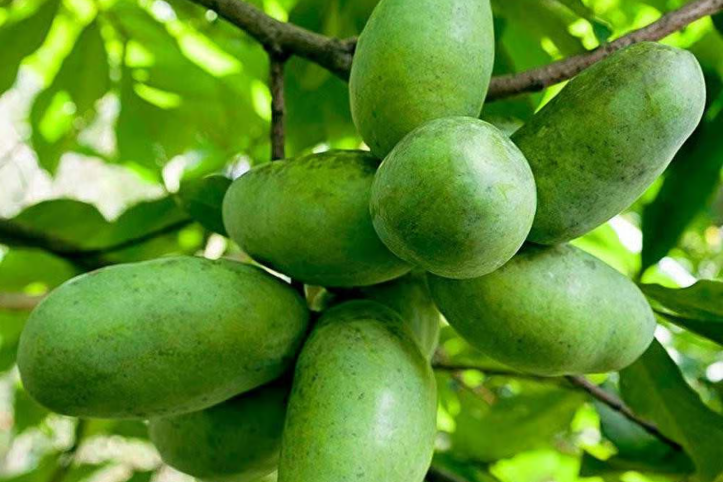 Live Pawpaw Tree - 1-2 Ft Tall, Edible Fruits, Cold Hardy, Full Sun, Deciduous Fruit Tree, Asimina triloba, Home Garden Plant