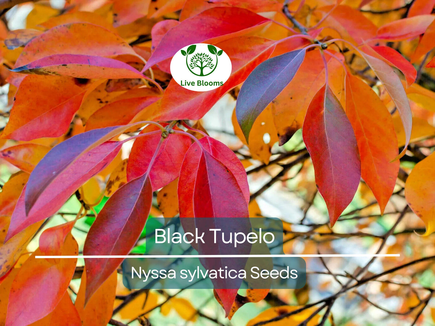10 'Wildfire' Black Tupelo Tree Seeds (Nyssa sylvatica) - Edible Fruits, Fast Growing, Hardy Shade Tree