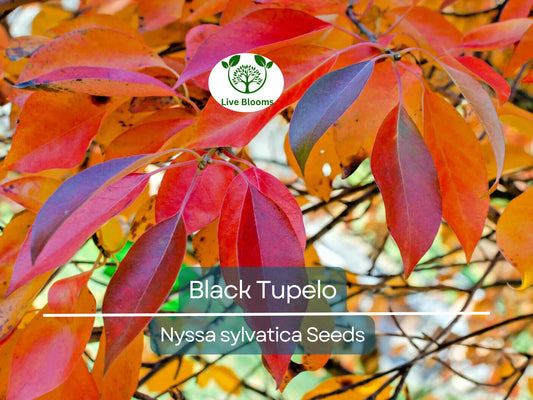 10 'Wildfire' Black Tupelo Tree Seeds (Nyssa sylvatica) - Edible Fruits, Fast Growing, Hardy Shade Tree