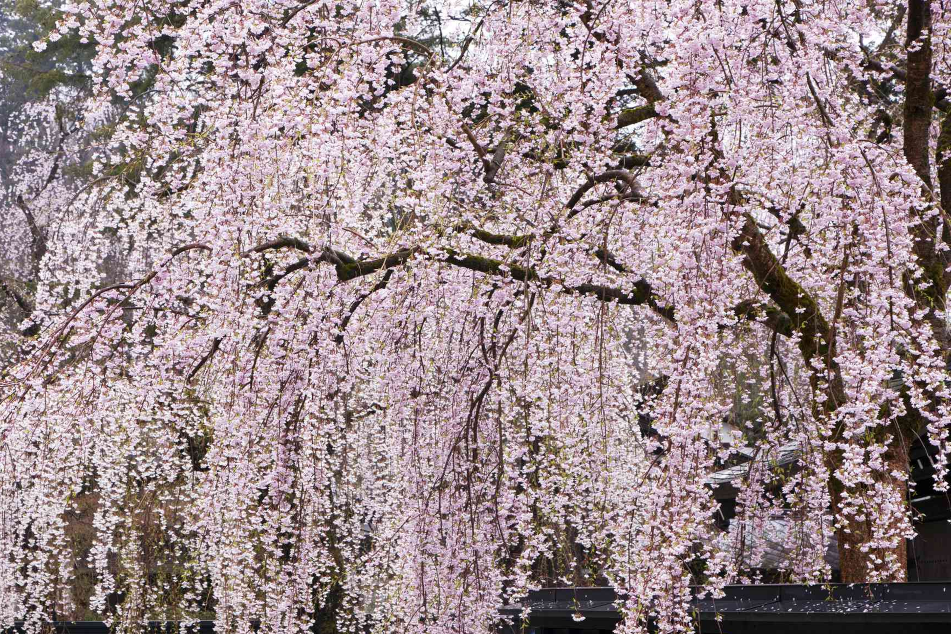 Weeping Cherry Tree - 2-3 Ft Tall Live Flowering Tree Bare Root Spring Blooms Hardy Zone 5