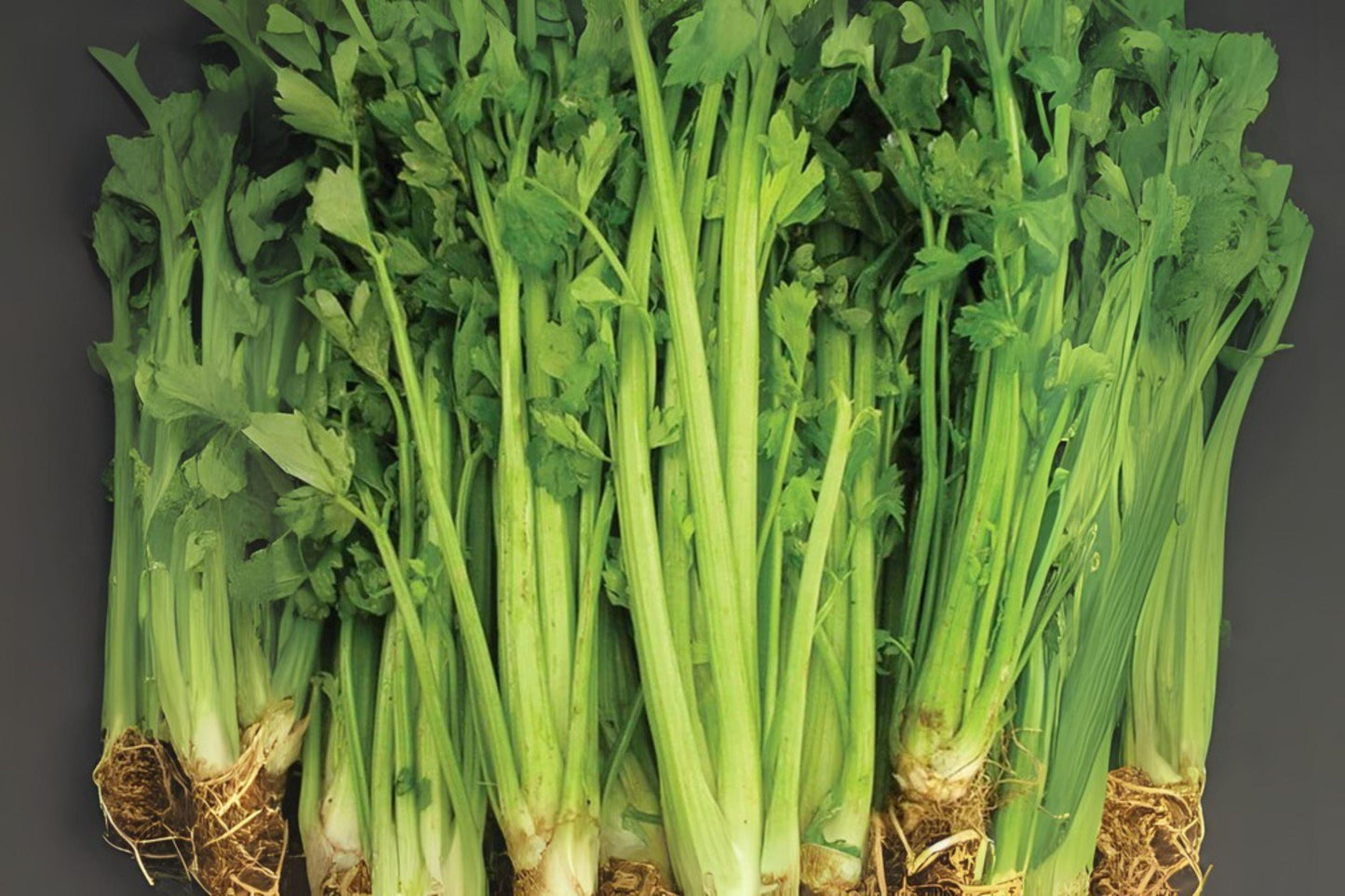 Heirloom Celery Seeds 2500 Tall Utah 52/70 Apium graveolens var. dulce for Fresh Eating, Juicing, and Cooking