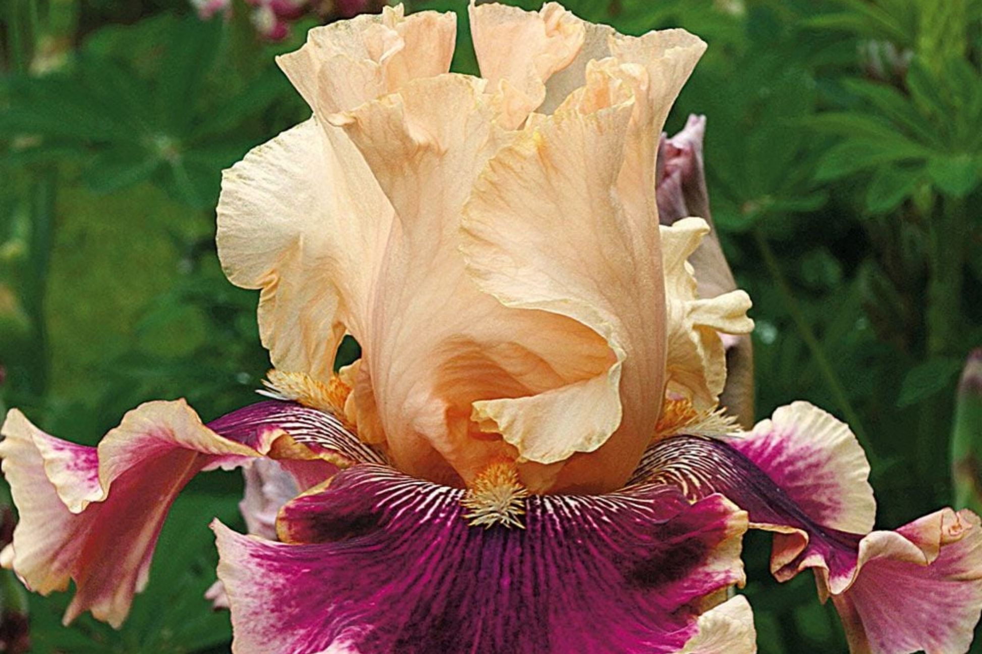 Skirting the Issue Iris Plant Quart Pot - Apricot & Hot Pink Bicolor Perennial Iris Germanica