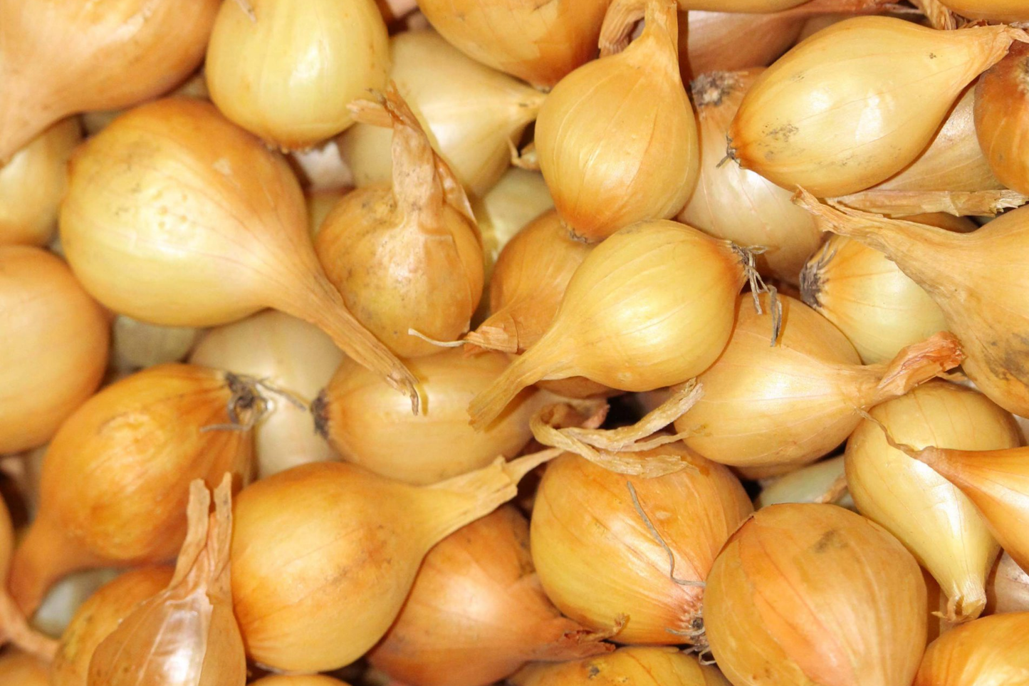 Yellow Onion Sets - Stuttgarter Variety, Non-GMO, 8 oz. Vegetable Bulbs for Planting, Easy to Grow & Store