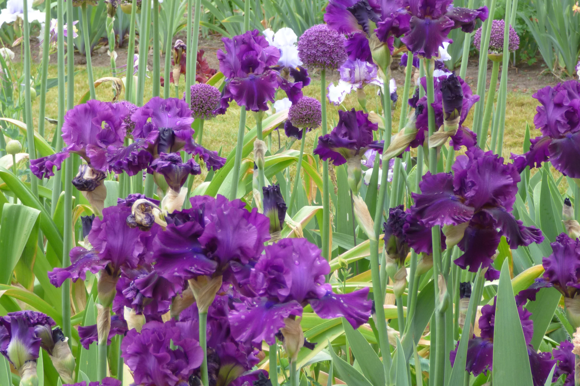 For Veronica Iris Plant Quart Pot - Wine-Black Flowers, Hardy Perennial, Drought & Deer Resistant, Zones 3-10