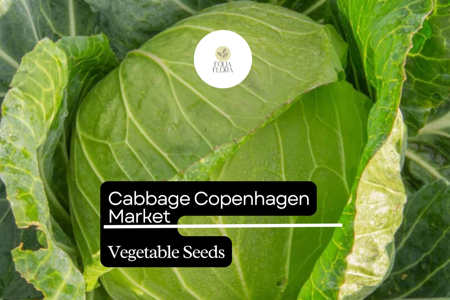 500 Copenhagen Market Cabbage Seeds – Heirloom, Early-Maturing, Compact & Sweet Brassica oleracea