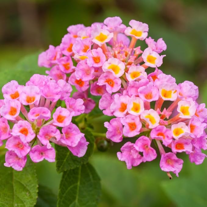 Lantana ‘Wagon Wheel Pink’ Live Bareroot Plant – Vibrant Pink Blooms, Butterfly & Pollinator Friendly