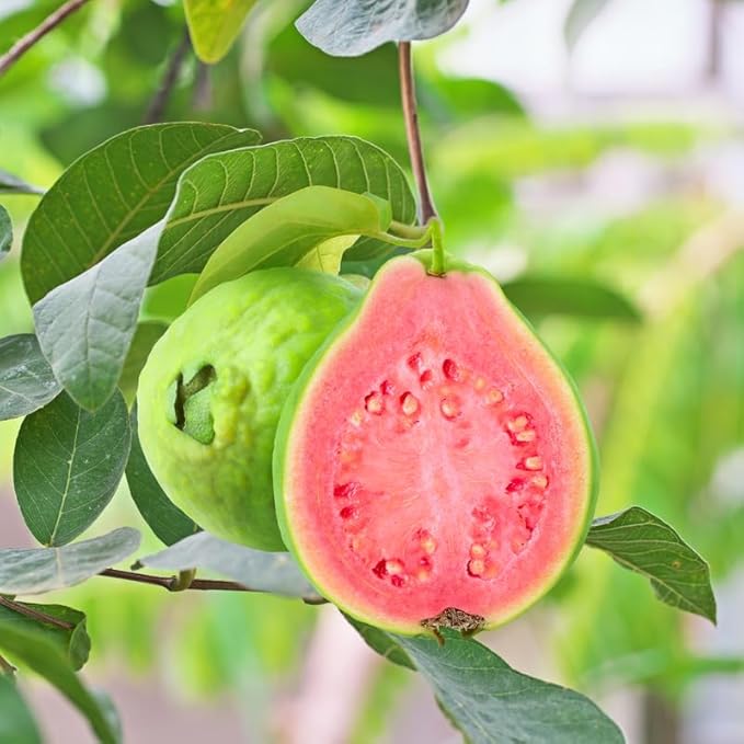 Pink Guava Plant – Live Tropical Fruit Tree – Self-Fertile, Fast Growing, Edible Pink Guava – Psidium guajava