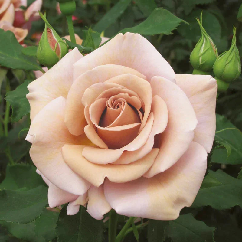 Super Rare Koko Loka Rose Cuttings (3) – Taupe-Lavender Wedding Rose Unrooted for Rooting or Grafting