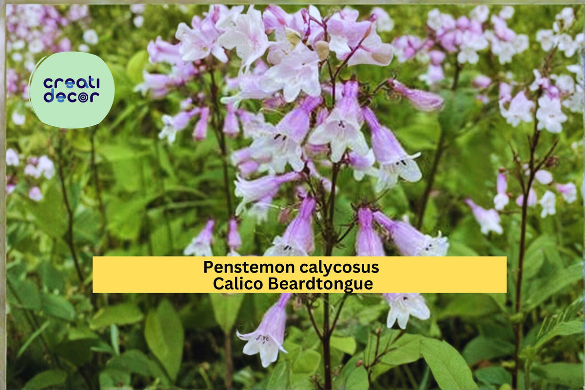 Calico Beardtongue Seeds 100 Count - Pink Purple Flowering Perennial Wildflower (Penstemon calycosus) for Gardens