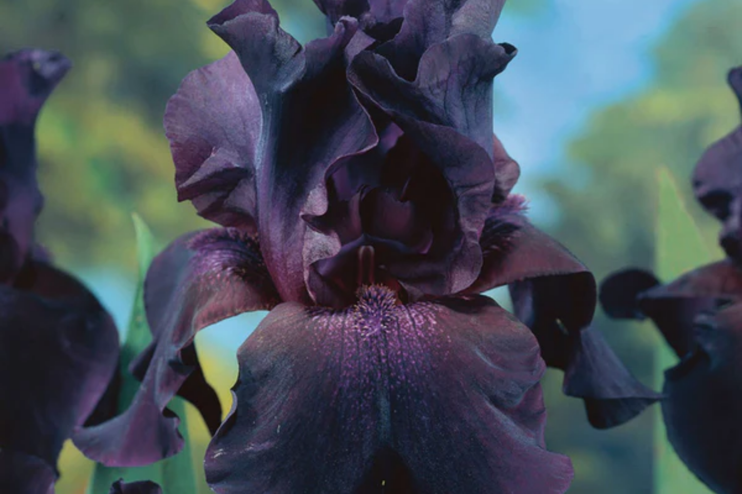 Superstition Iris Plant Quart Pot - Deep Purple-Black Flowers, Hardy Perennial, Easy to Grow, Zones 4-10