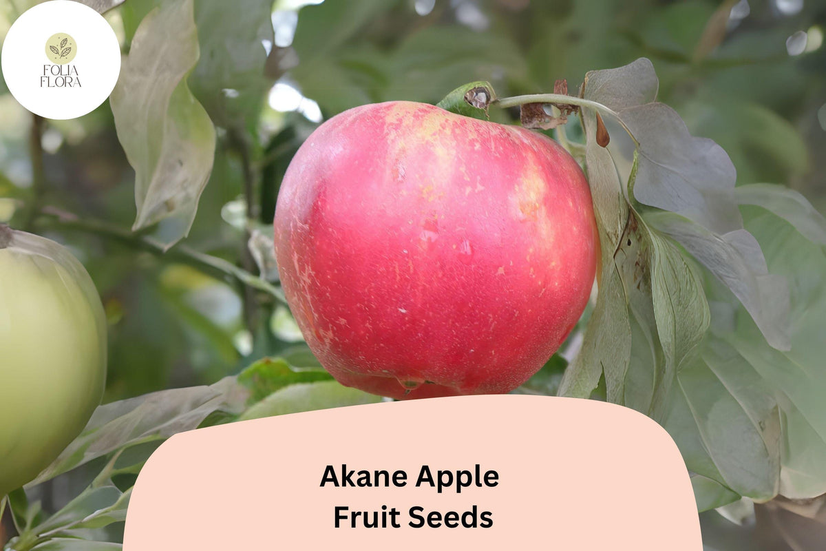 25+ Akane Apple Seeds | Crisp Red Heirloom Variety | Malus domestica | Sweet-Tart Flavor for Home Orchard