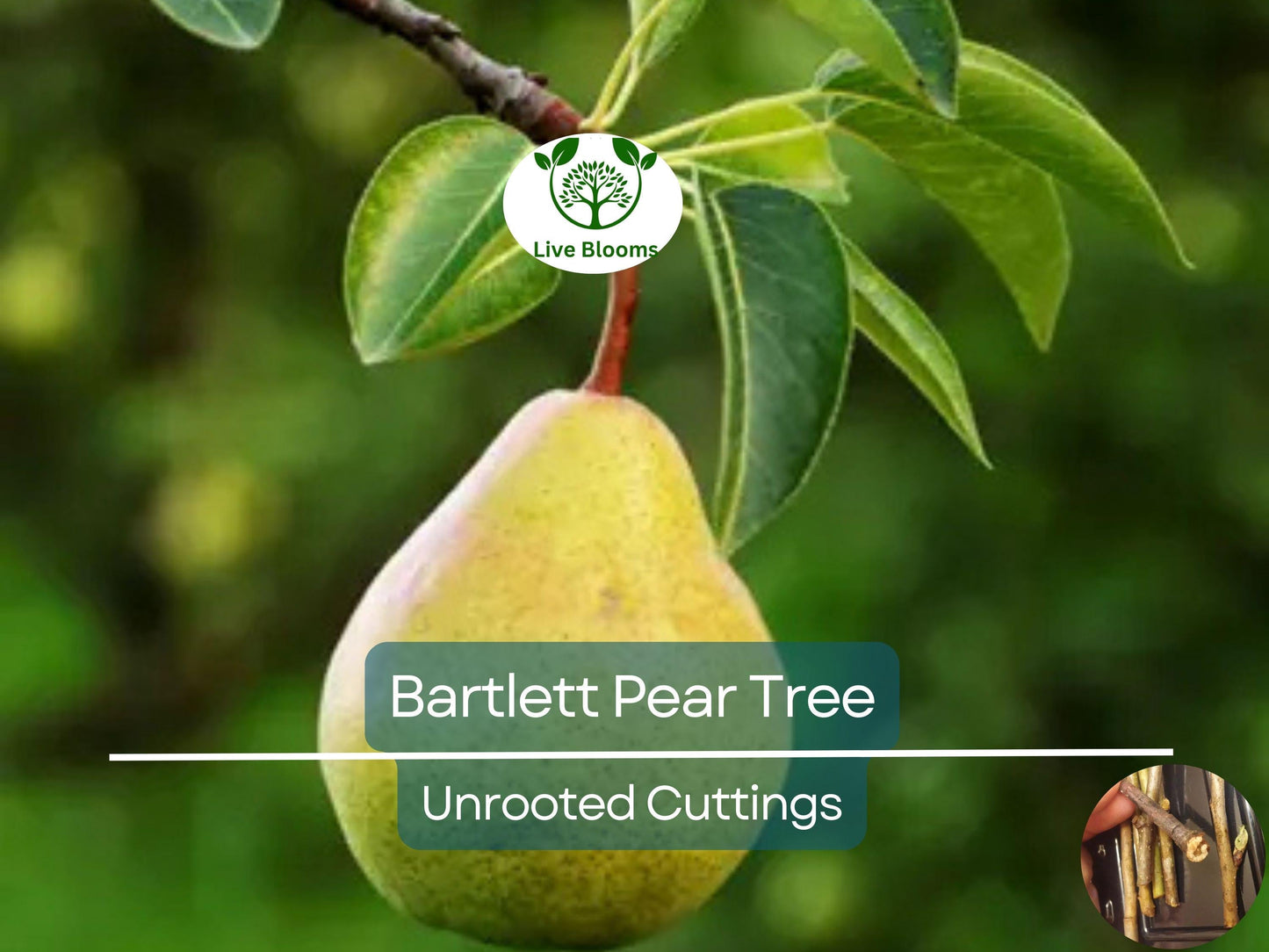 12 Giant Bartlett Pear Tree Cuttings – Unrooted for Rooting or Grafting, High Yield Fruit Producer