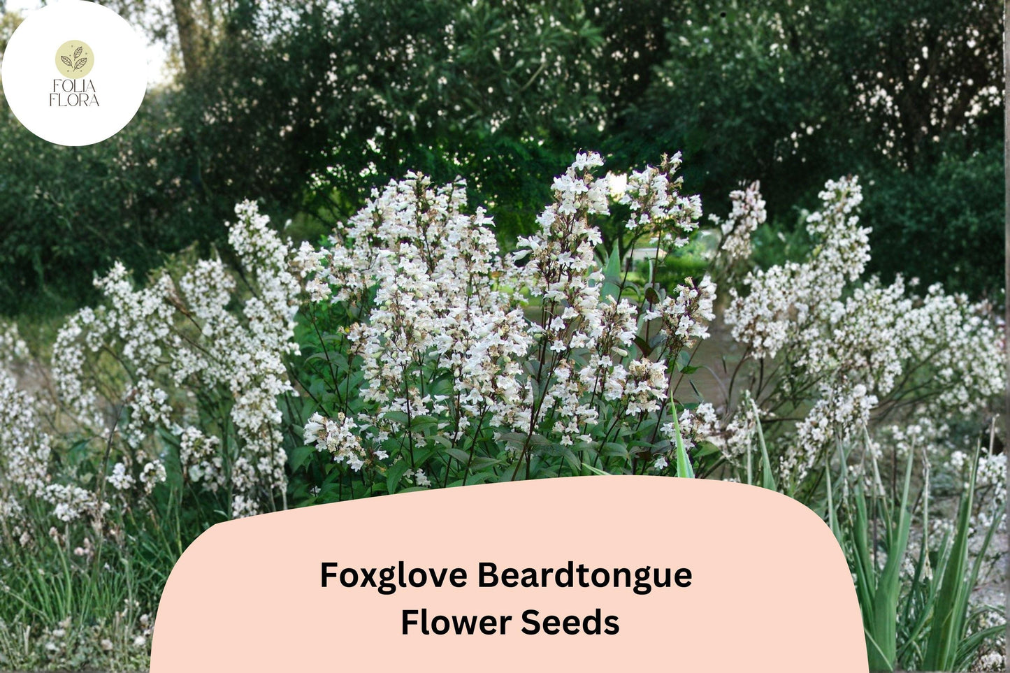 Foxglove Beardtongue Seeds - 100 Penstemon digitalis Native White Perennial Wildflower