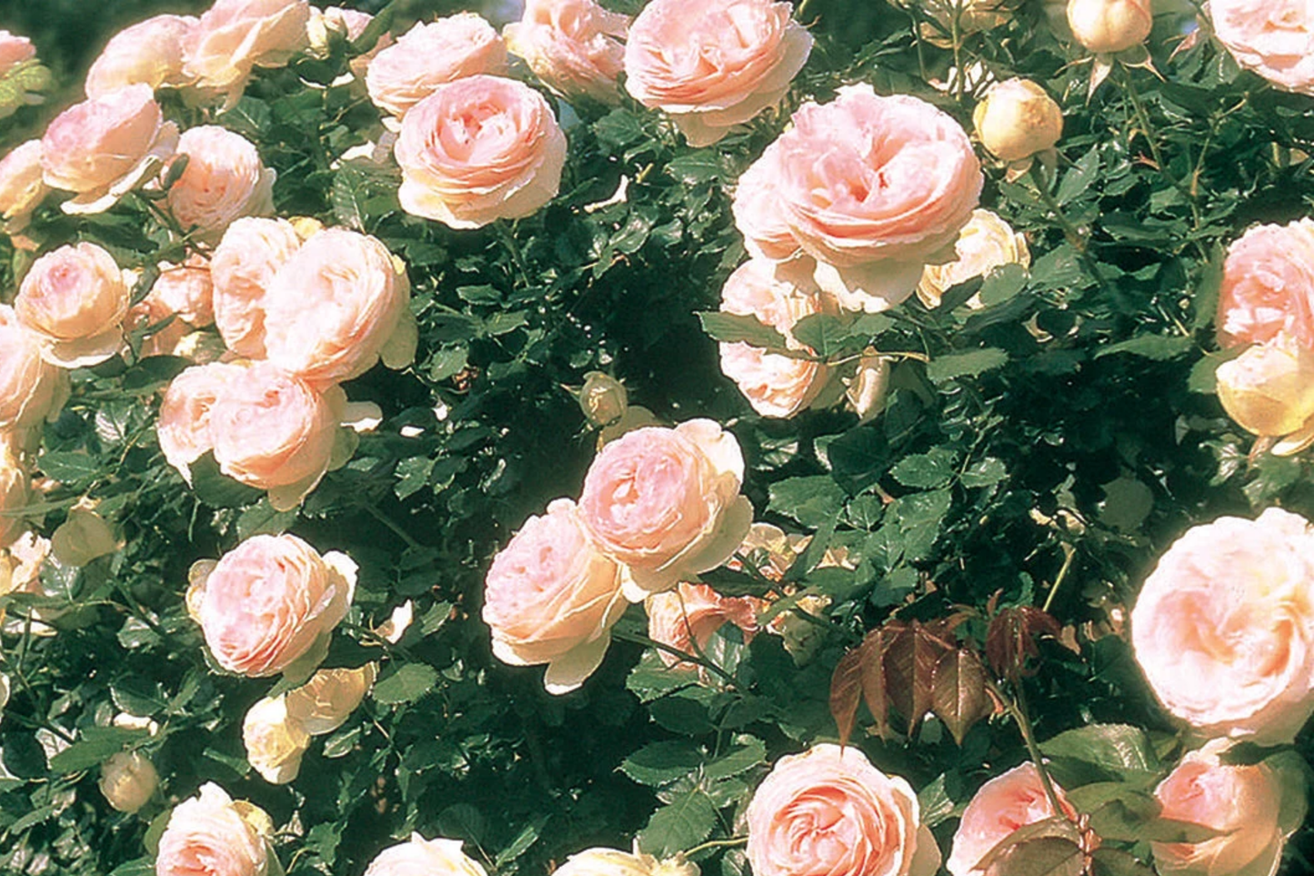 Eden Climbing Rose 1.5 Gal Pot - Fragrant Pink Blooms, Own Root, Hardy Zones 5-9, Award-Winning, Disease Resistant, Full Petal, Trellis Plant