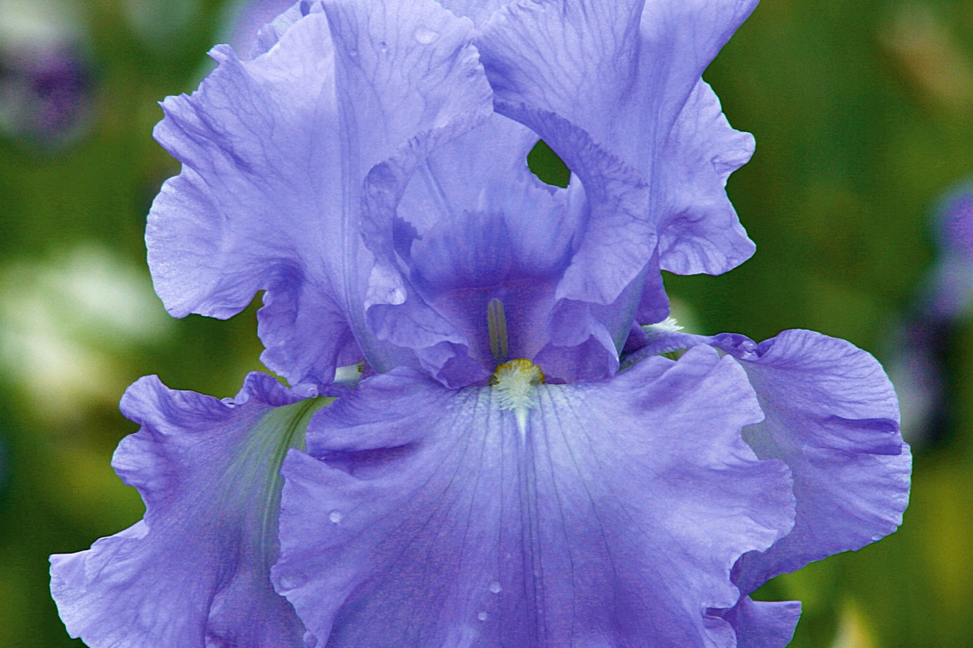 Open Ocean Bearded Iris Quart Pot - Reblooming Lilac Blue Perennial, Deer Resistant, Hardy Zones 3-10, Tall Flowering Iris Plant