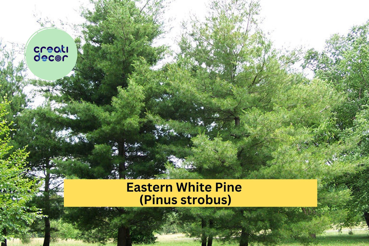 25 Eastern White Pine Seedlings | 6-10 Inch Bare Root Transplants for Landscaping & Reforestation
