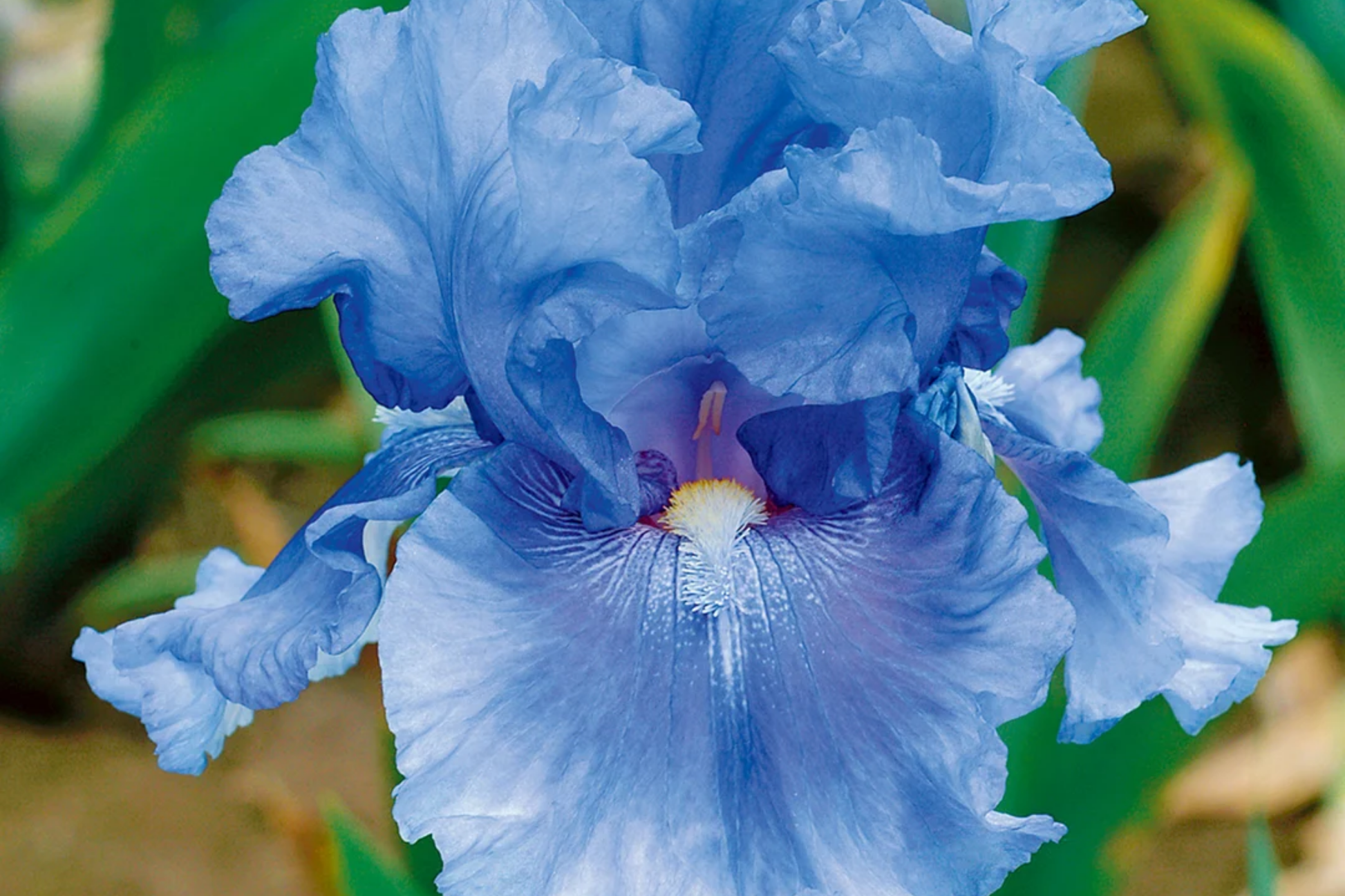 Easter Candy Iris Plant - Quart Pot, Bicolor Blue & Yellow Flowers, Perennial, Deer Resistant, Hardy Zones 3-10