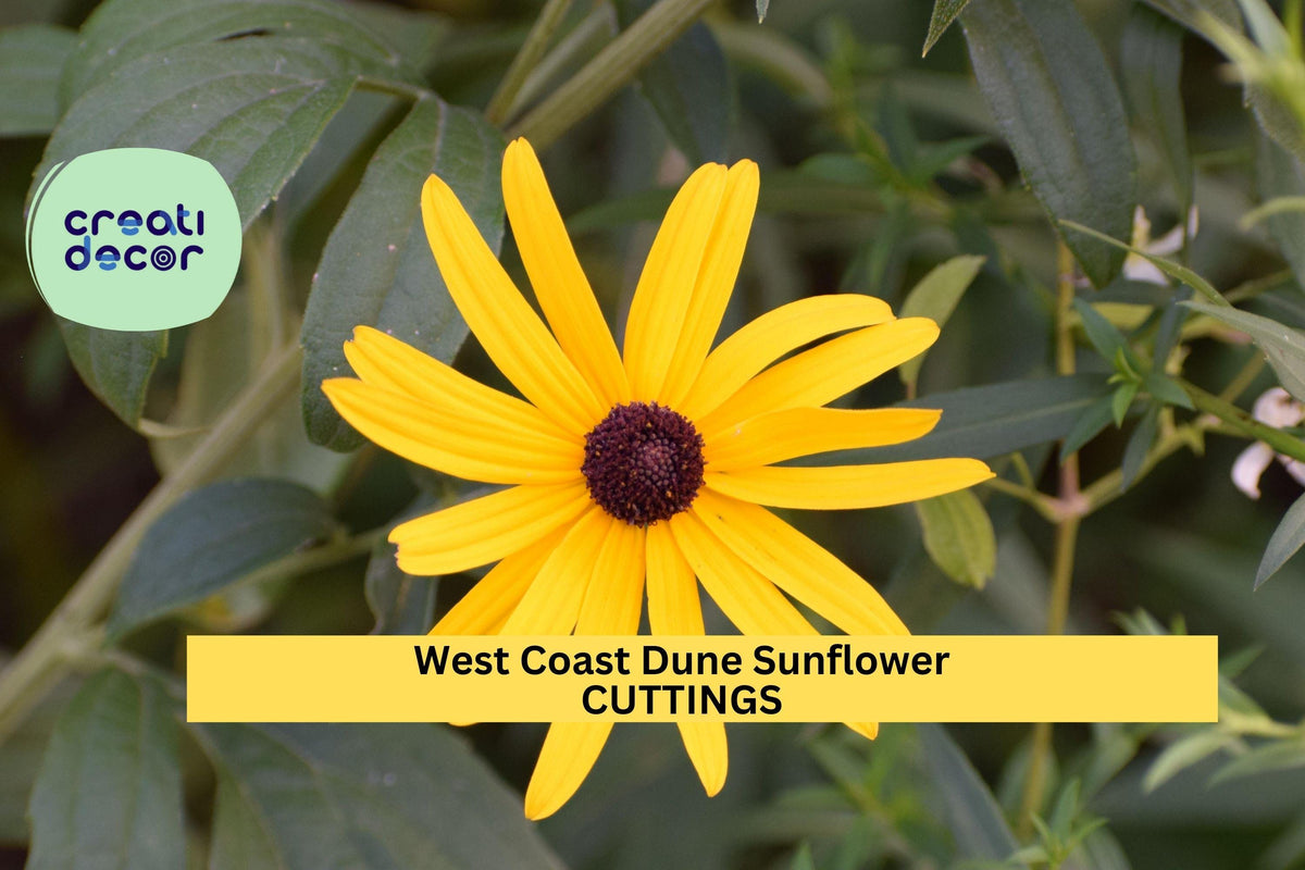 8 West Coast Dune Sunflower Cuttings – Unrooted Helianthus debilis for Coastal Gardens & Ground Cover